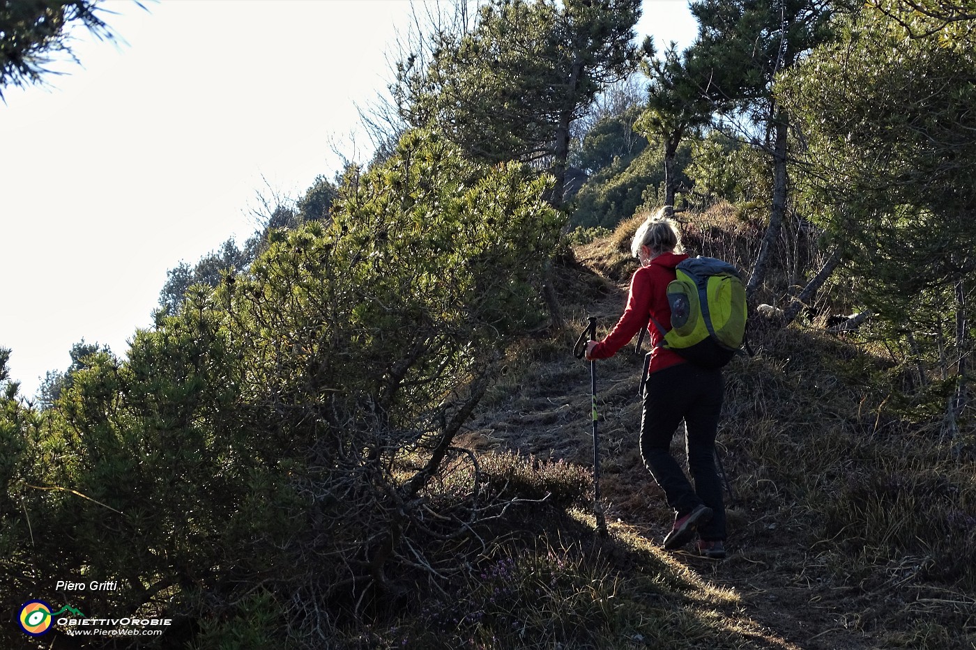 59 In salita al Pizzo Rabbioso tra pini mughi ad alto fusto.JPG